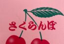 さくらんぼが到着🍒