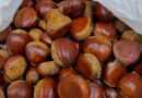 本日9月20日（土）板倉、本町どちらもオープンです！