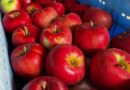 長野の飯綱より紅玉届きました🍎
