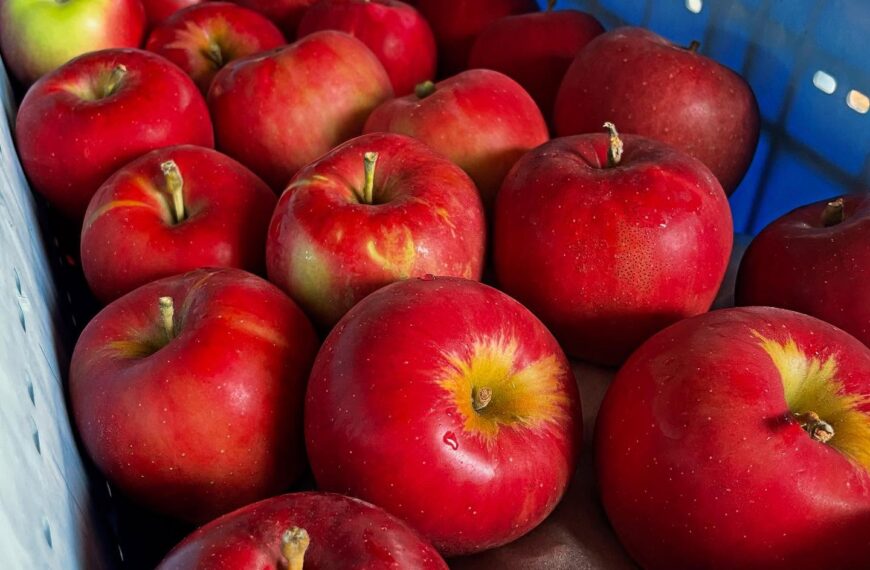 長野の飯綱より紅玉届きました🍎