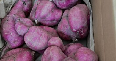 ゆきちゃんのパープルスイートロード