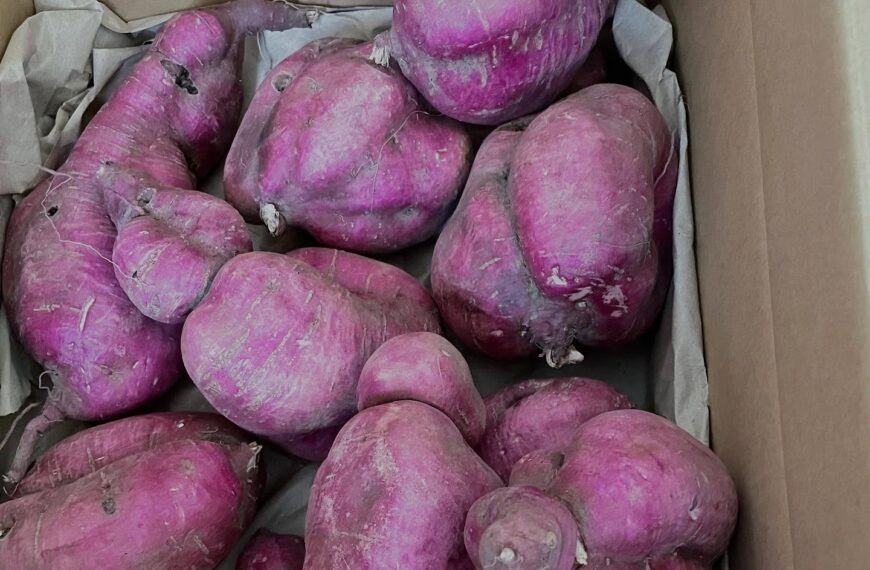 ゆきちゃんのパープルスイートロード